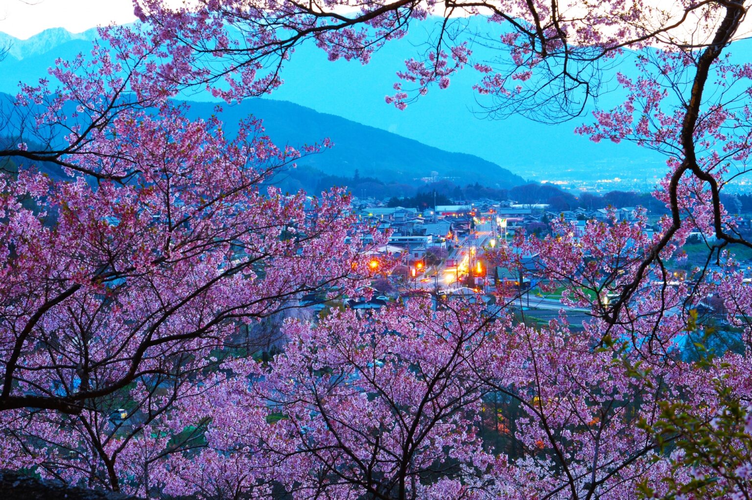Top Cherry Blossom Viewing Spots in Japan: Best Places and Blooming ...