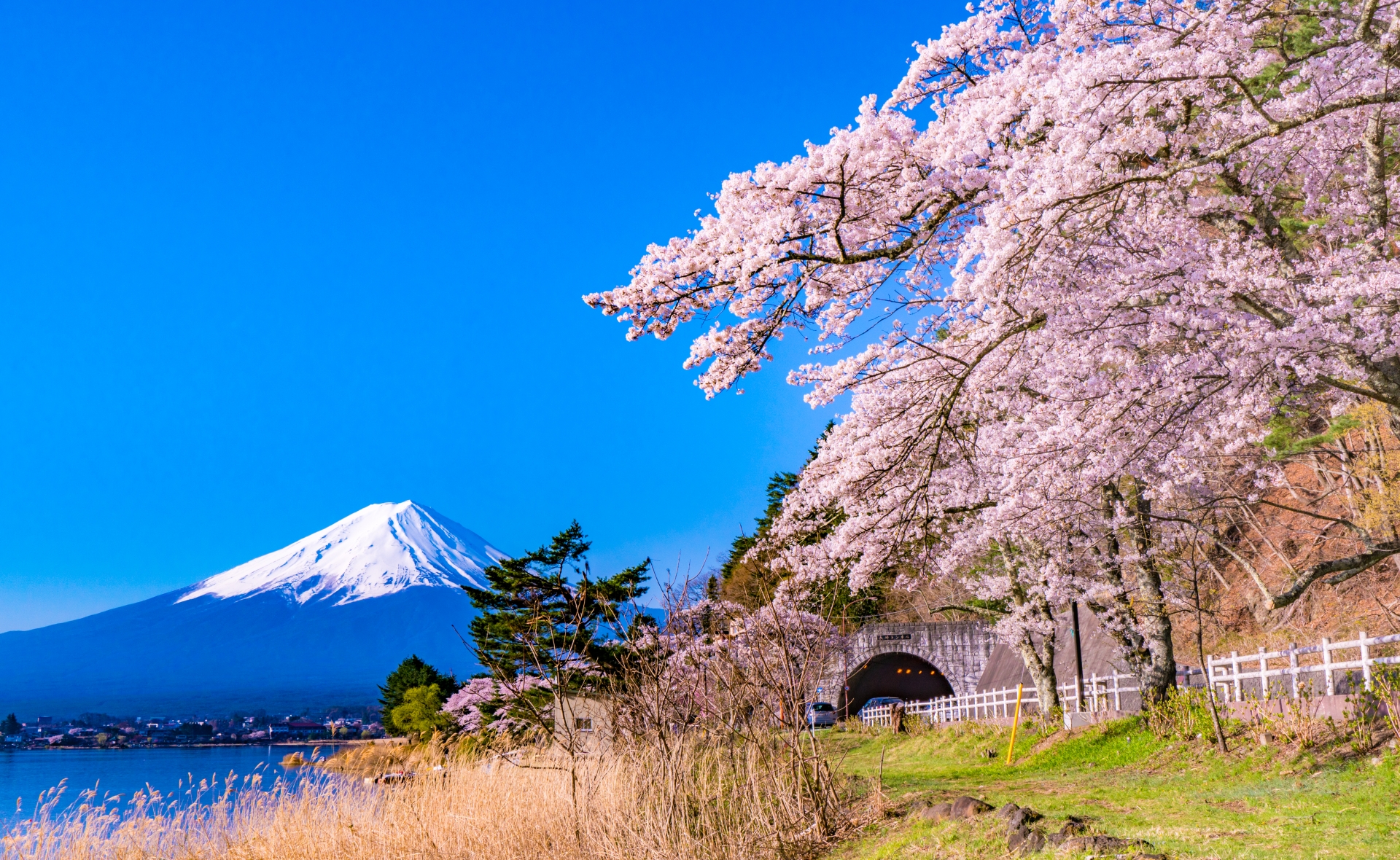 Top Cherry Blossom Viewing Spots in Japan: Best Places and Blooming ...