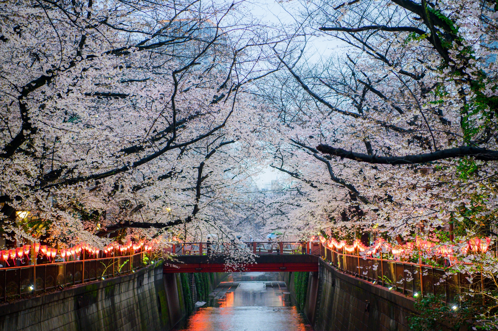 Top Cherry Blossom Viewing Spots in Japan: Best Places and Blooming ...