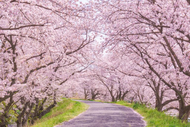 hakodate-travel-guide-2024-best-things-to-do-eat-explore-in-japan-s