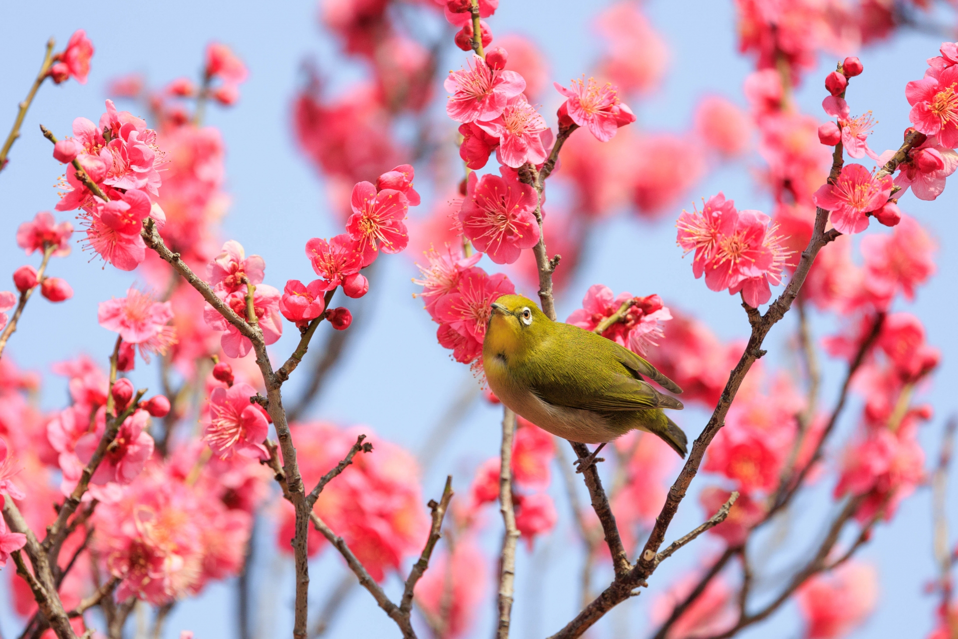 History of Hanami: From Ancient Rituals to Modern Cherry Blossom ...
